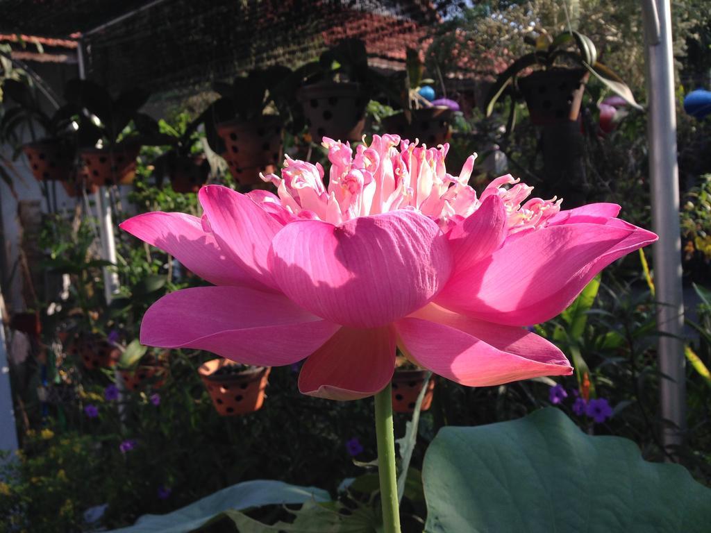 Charming Homestay Hoi An Eksteriør bilde
