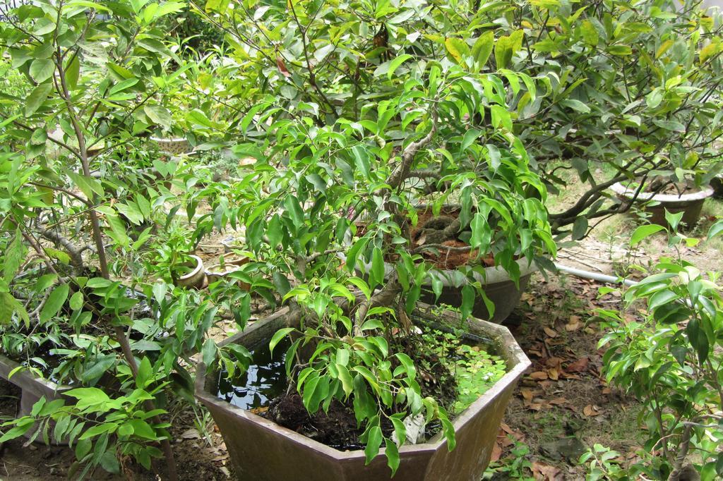 Charming Homestay Hoi An Eksteriør bilde