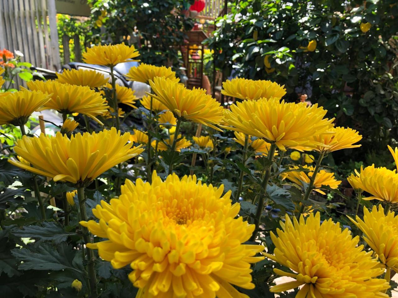 Charming Homestay Hoi An Eksteriør bilde