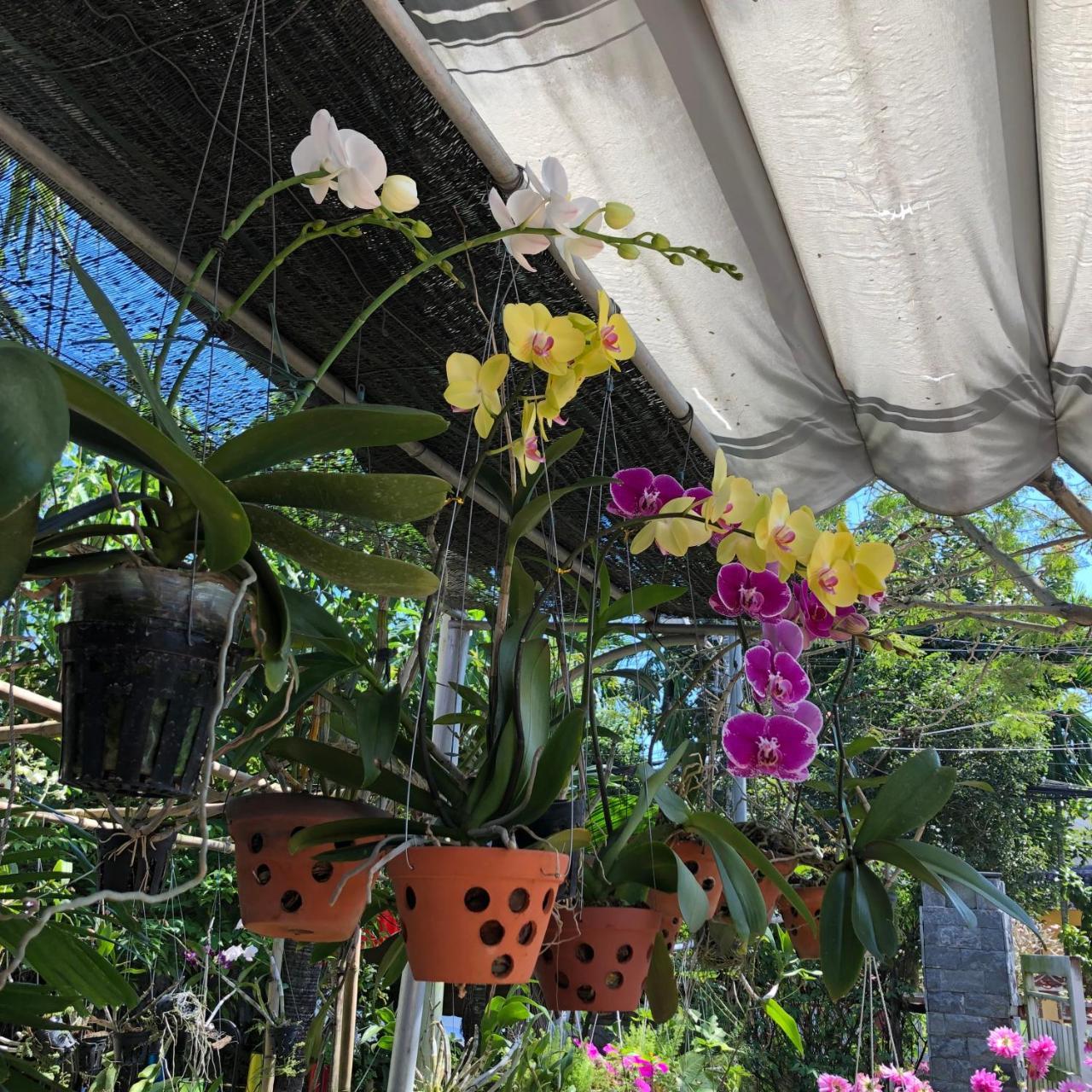 Charming Homestay Hoi An Eksteriør bilde